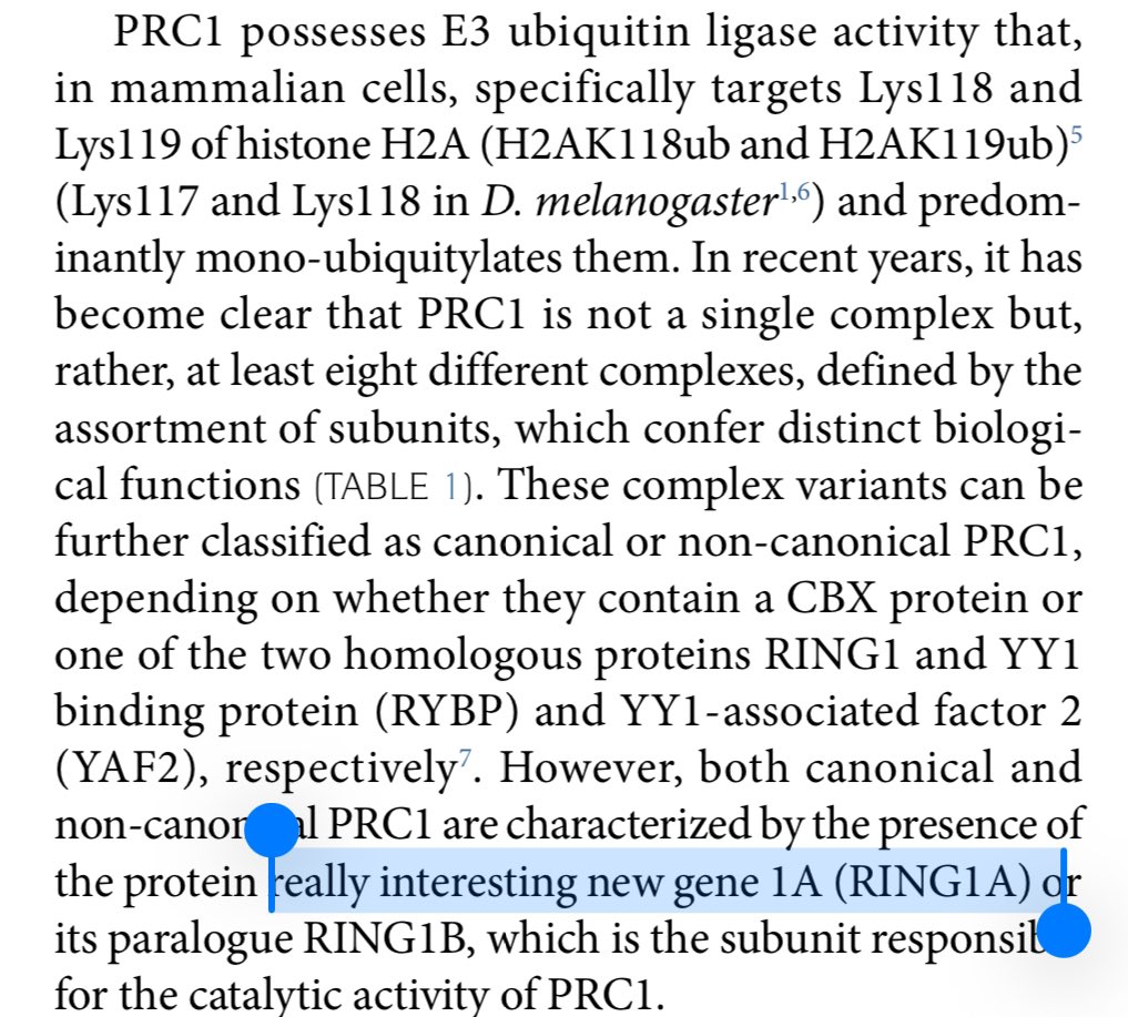 + Hey bro, how should we name this really interesting gene that we just discovered? - What about 'really interesting new gene 1A'? + Damn, it really has a RING to it - Say no more