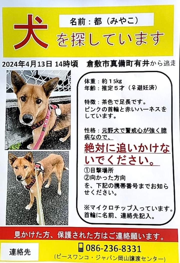 【探し犬】
#真備町
#ピースワンコ・ジャパン
#犬
#探しています