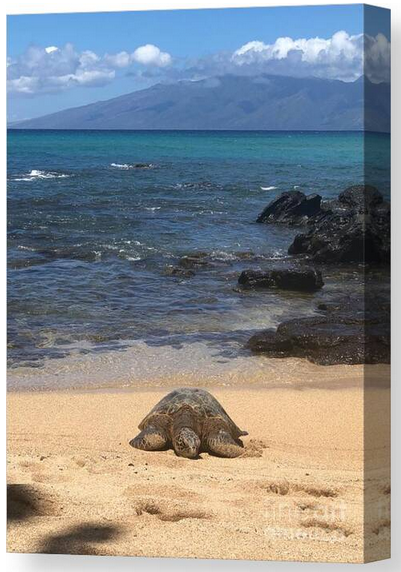 Turtle Canvas Print. 
Purchase here: fineartamerica.com/.../turtle-noe…...
#turtle #hawaii #ocean #canvasprints #fineartamerica #BuyIntoArt
#homedecor #officedecor #mothersday