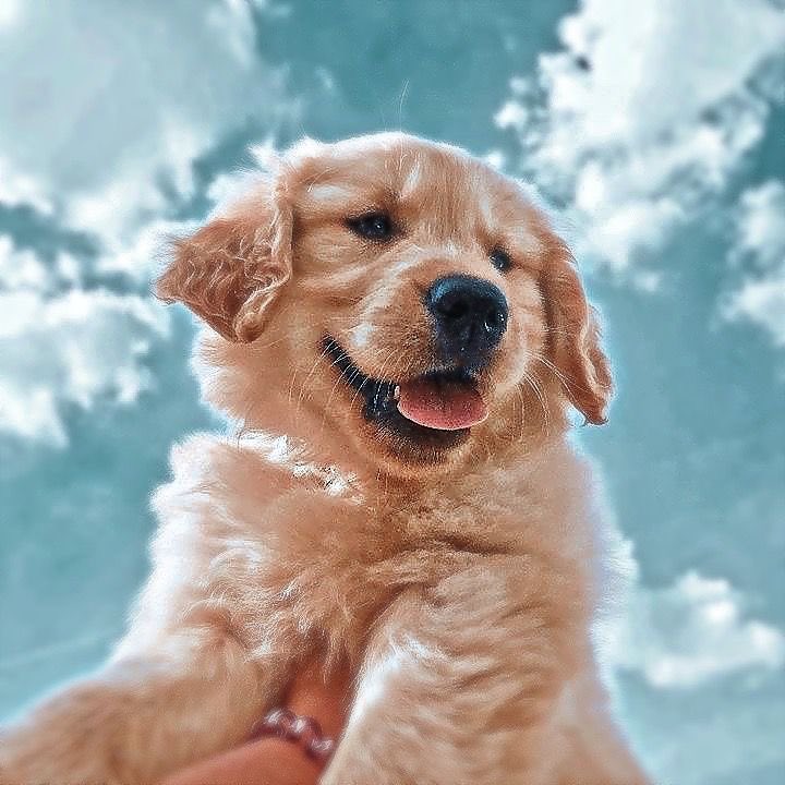 SolRetriever_ba's tweet photo. SolSquid RETRIEVER ON SOLANA

PRIVATE SALE 🟢 Capped at $20K

Send Sol:
5w8pcMwFXMJMYZybzgmAzWF6cExTo26AKsoaxSy83hph

MIN: 0.1 SOL
MAX: 25 SOL

🟡 Listing on raydium, Mexc, Bitmart, Bybit, OKX

🌎Website: TBA

🟢 TG: https://t.co/Bjgz45IN5w

#solana #Iran #Presale #portfolio https://t.co/awAtaagm8U