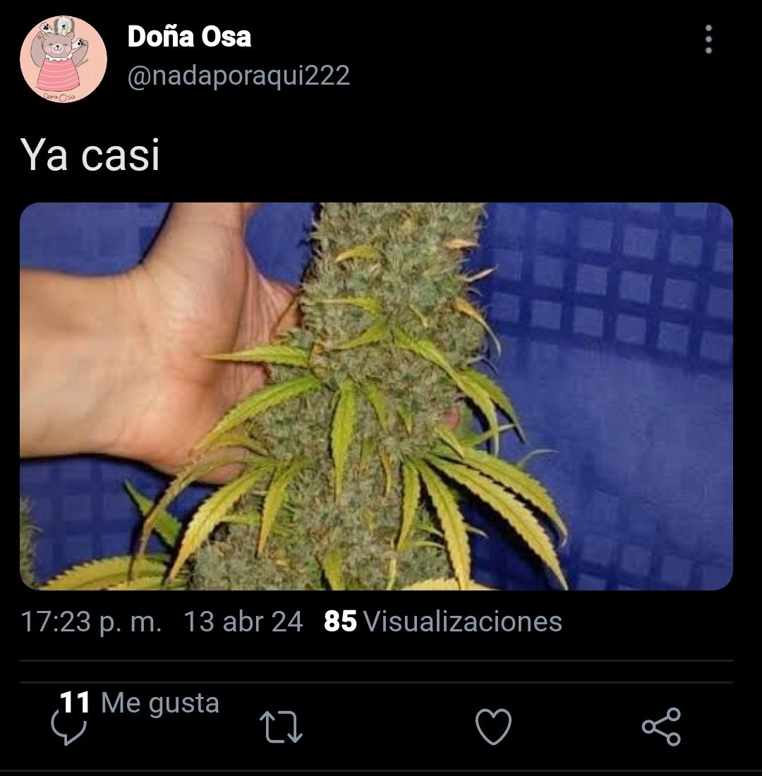 Doña Osa tendrá cosecha pronto