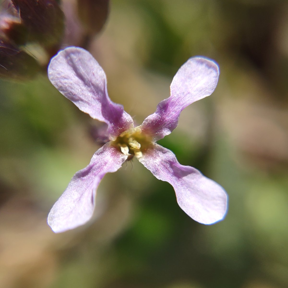 Very happy to finally have something new to share for #FloraPhotoSaturday. #TCCphotography #macrophotography