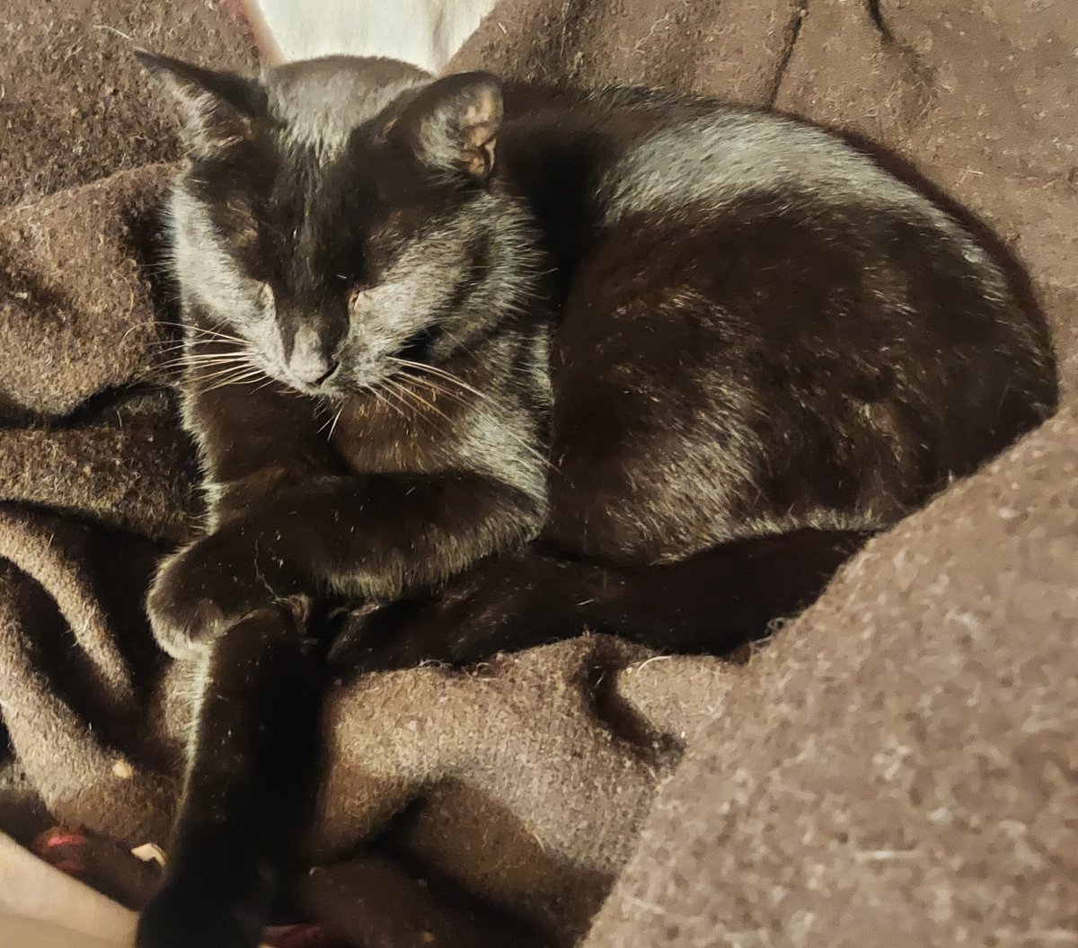 Nelson getting comfortable after a long day of snoozing. He isn't keen on venturing out into the cool night air when there are warm wool blankets to lie on. Sounds like a good plan 💤