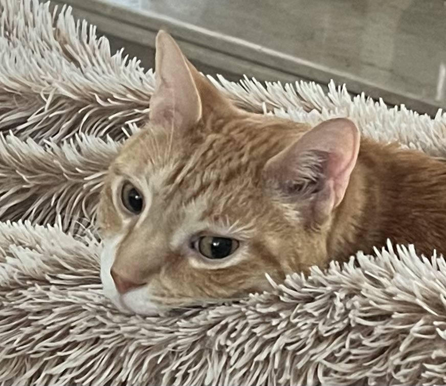 michaelscat's tweet photo. Dreamin’ 
#CatsOfX #CatsofTwittter 
#Kris 
#Caturday https://t.co/27x54tvmBr
