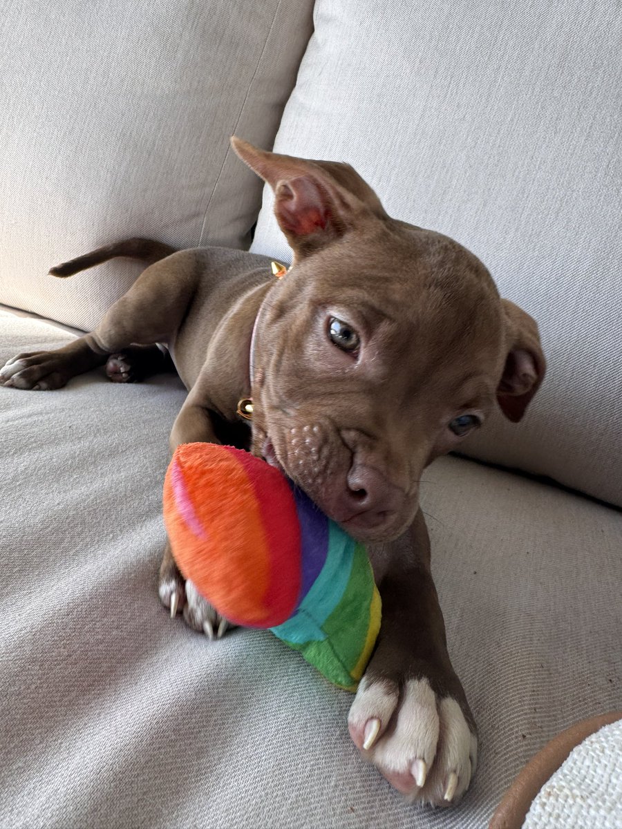 RheaRipley_WWE's tweet photo. Puppy love 🥰 https://t.co/KA5ffUwrJl