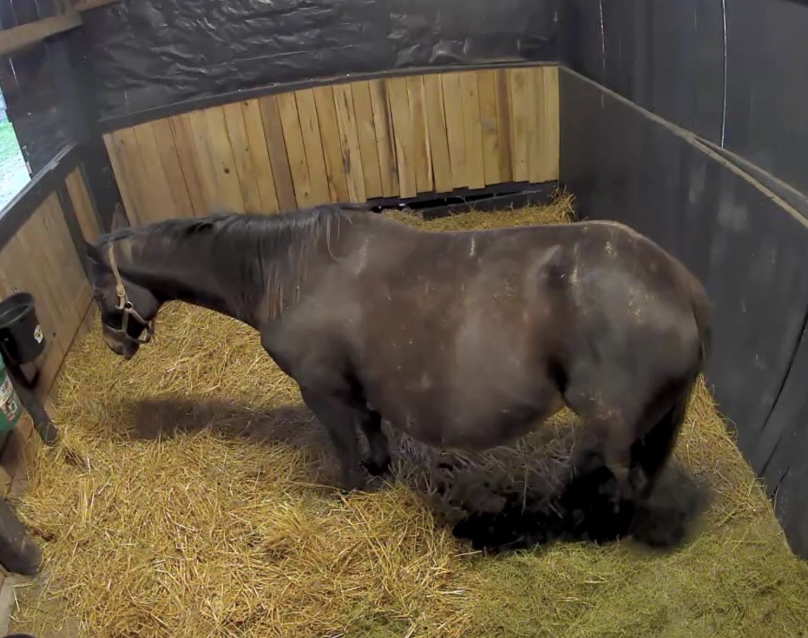 Coach_Phillips1's tweet photo. We are so excited about our mare ChecksAndBalances in foal by Omaha Beach as she has started waxing & pacing, we can’t wait to welcome this foal to @phillips_farm !!#UNBRIDLEDPASSION🐎 https://t.co/2tLQEcDwwI