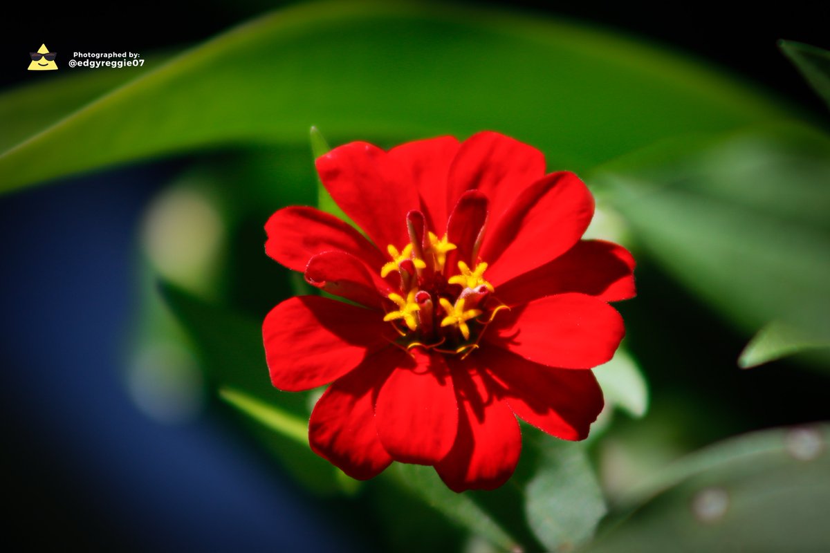 That flower is for you! 🌹@CanonAustralia #photography #canon90D