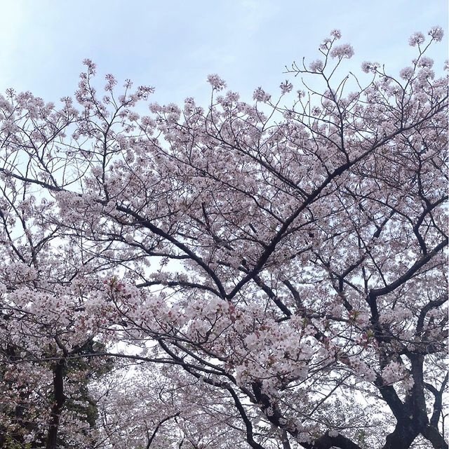 ネイルサロンアテナの和久井です🎀

先日、代々木公園に桜を見に行ってきました🌸
タイミングが遅くなってしまい葉桜でしたが、やっぱり桜は綺麗で癒されますね✨

座ってゆっくり見るのも歩きながら写真撮ったりして見るのも楽しいですよね☺️

素敵な春をお過ごしください🎶
beauty.hotpepper.jp/kr/slnH0004098…