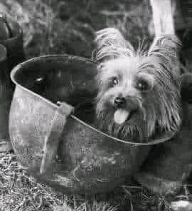 @CollinRugg Smoky was a 4 lb, 7 inch tall, Yorkshire Terrier who served in World War II. In 1944 Smoky was found in a foxhole in the jungles of New Guinea by an American soldier who brought her back to camp and sold her to Corporal William A. Wynne for $6.44. For the next 2 years Smoky lived…