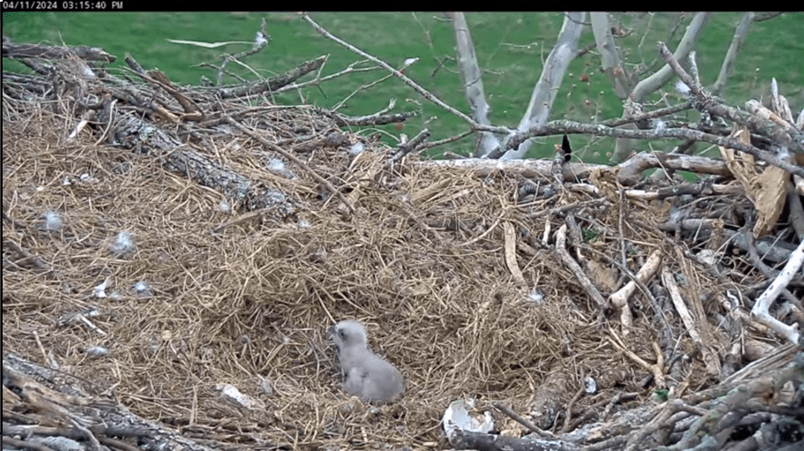 Second chick at NCTC eagle nest in West Virginia killed by father trib.al/YxyCL1W