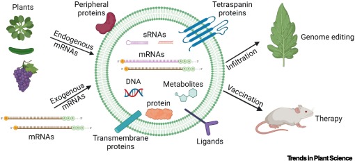 TrendsPlantSci's tweet photo. Extracellular vesicles: a new avenue for mRNA delivery https://t.co/enCKU8WdpZ https://t.co/c9NrXgVbTE