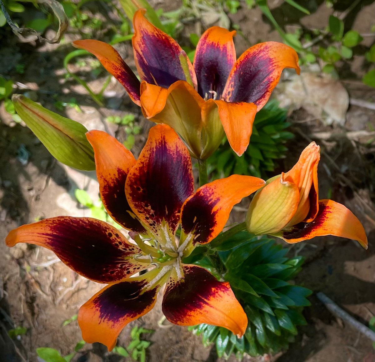 Asiatic Lily ‘Suddenly Susan’.