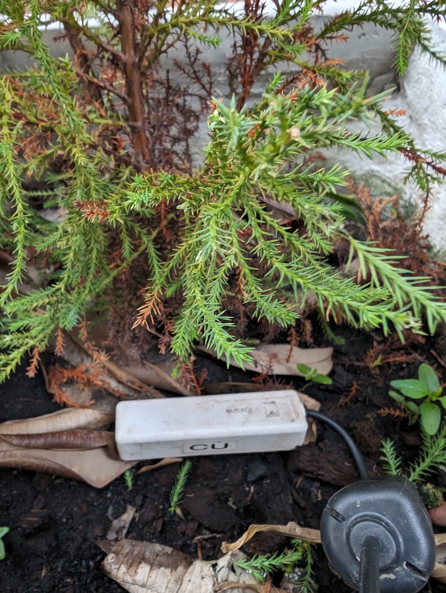 Rassarin_Noon's tweet photo. Precision Ag
Water Content (0.237 m³/m³) = Optimal range for most plants.

Soil Temperature (28.4 °C): Soil temperature affects seed germination, root growth, and nutrient uptake. 

Bulk EC (0.095 mS/cm): a measure of soil salinity. https://t.co/g1x217frgF