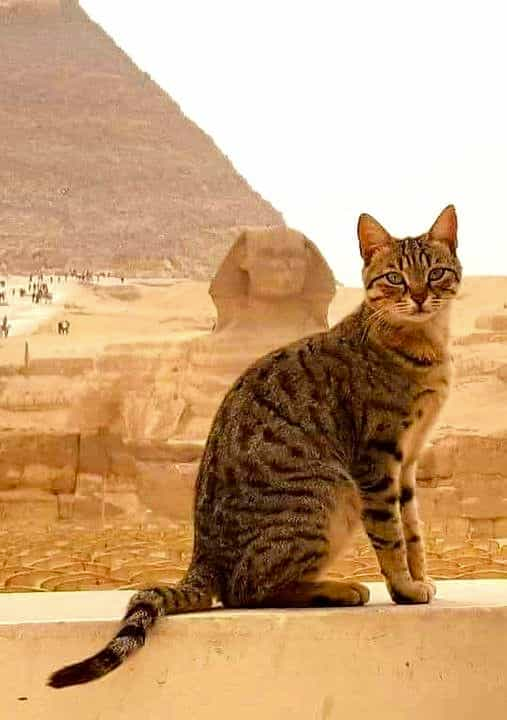 Photos of cats exploring ancient Egypt historicaleve.com/photos-of-cats…