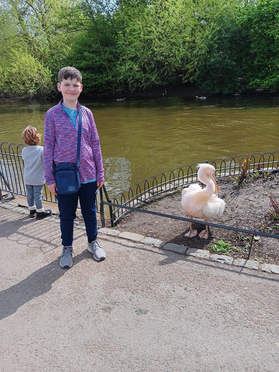 Introduced Connor to St James's Parks resident Great White Pelicans, safe to say that after being introduced in the 1660s they are quite at home in the Capital...so much so that one took it upon itself to lead a tour! What a bizarre encounter!!