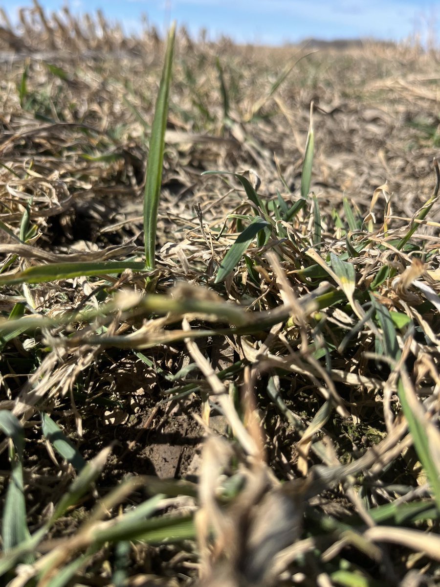 Winter triticale seeded into the corn last July , is coming nicely 
Should get a bit of grazing of it before seeding canola in it next month 
#covercrop #wintertriticale #cowchow <a href="/AlbertaAg/">Alberta Agriculture and Irrigation</a>