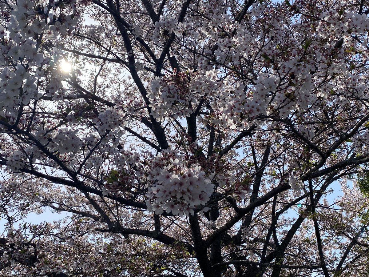 美容室が開くまで時間あったから桜見てきた。