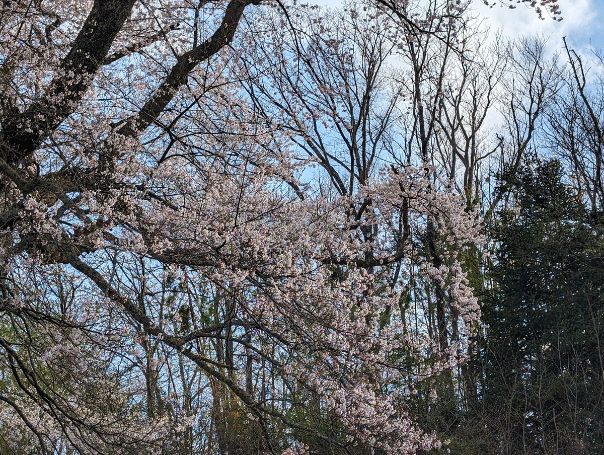YCangtian52409's tweet photo. 本日はお花見🌸フィッシング☺️
初心に帰って思い出のルアー達でバスに遊んで貰う🤭
昔、とある大会で優勝させて頂いた時のウイニングルアー「カルフォルニア シャークワーム」は今でも現役☺️
#JACKALL
#Revoltage
#C66M+
#C610M
#C68MH
#C67MH+
#C73H
#S78ML+ https://t.co/FbcEEUtg4o