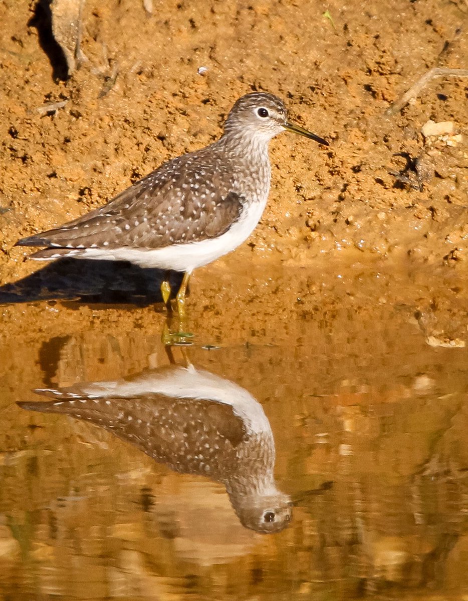 OutInTheStiks's tweet photo. Solitary Sandpipers nest in Canada and Alaska, but for a few weeks in the spring a few stopover at our farm ponds to refuel on their journey north. https://t.co/PakRiWGbHN