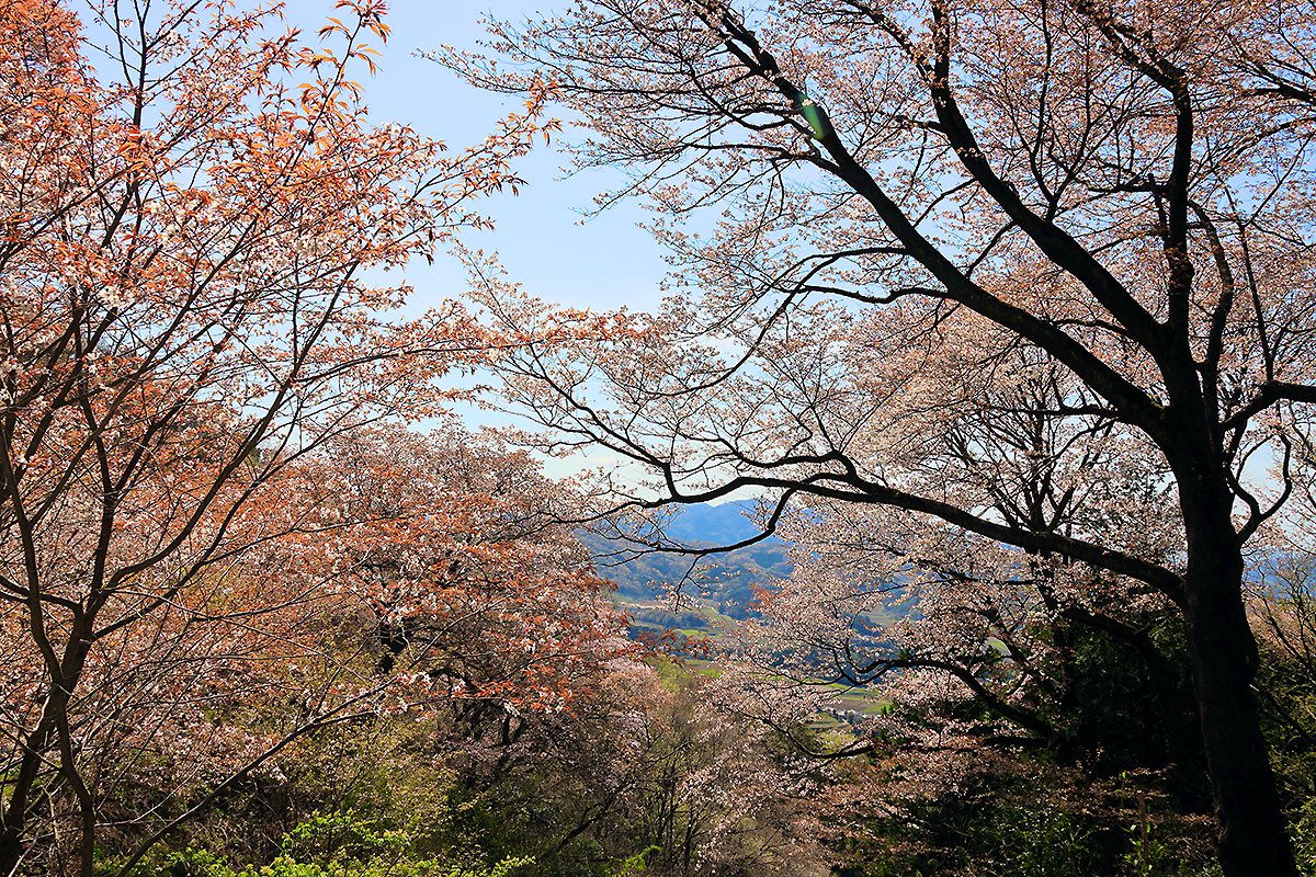 桜川市高峯の山桜、初めて展望台まで登りましたが、思ったよりキツく、思ったより絶景でした。