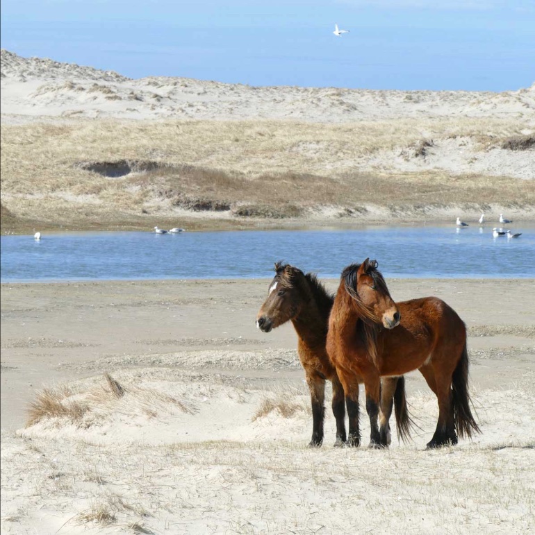 1/2: Sable Island Companions. It is windy and soggy again today. During the sunnier weather of two days ago, following a drink at Mummichog Pond, two bachelor males were alert to nearby activity – .........