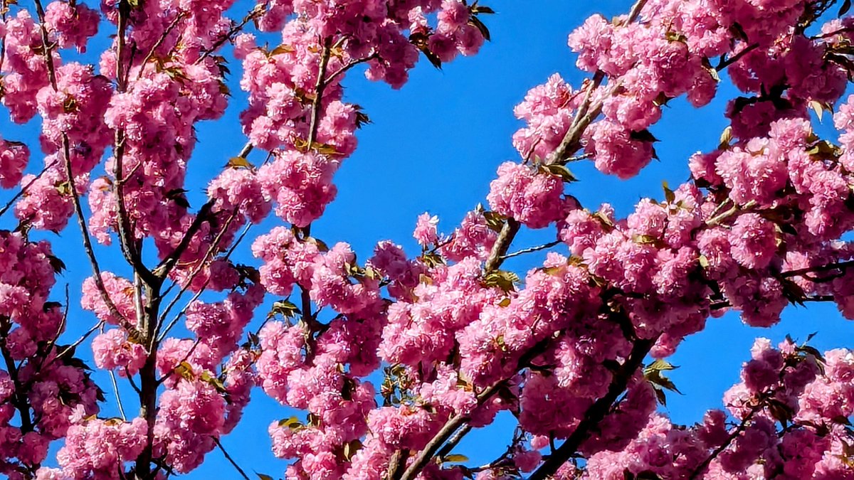 Cherry trees
#pinkflowers #springflowers #pinktree #cherrytrees