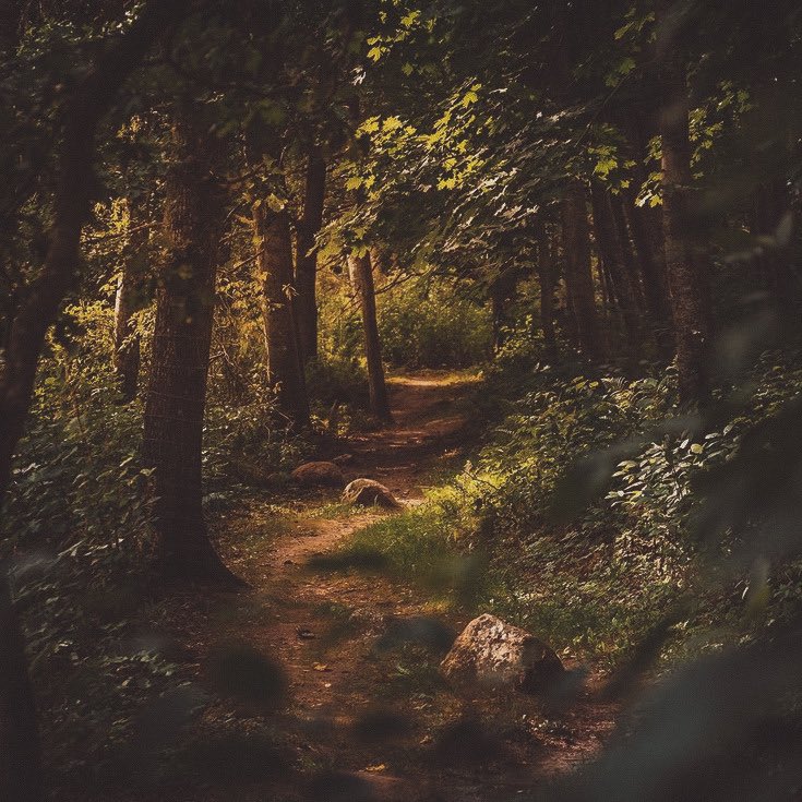 ‘I went to the woods because I wished to live deliberately, to front only the essential facts of life, & see if I could not learn what it had to teach, & not, when I came to die, discover that I had not lived.’ —Henry David Thoreau