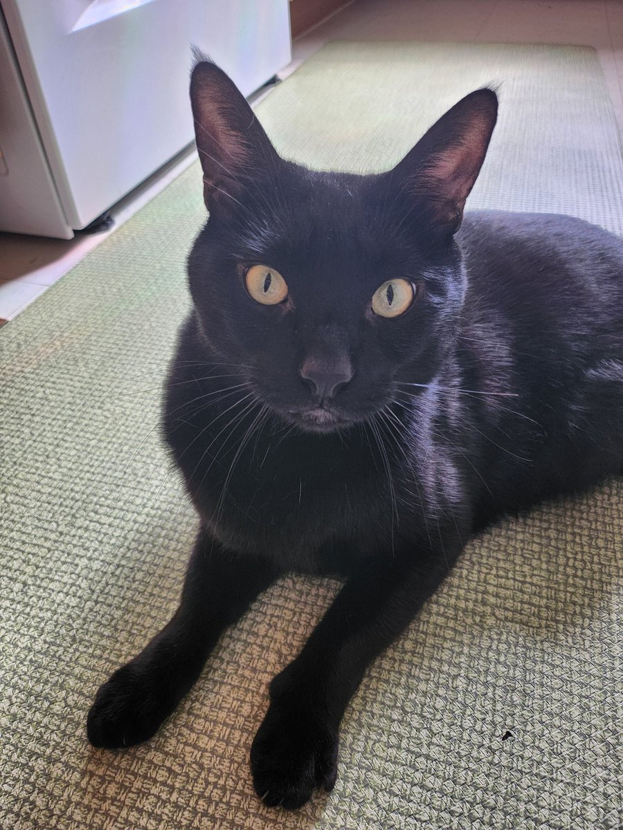 happytayls's tweet photo. @LittleKittyGame My son approves 🫶 https://t.co/L0zeNEikH7