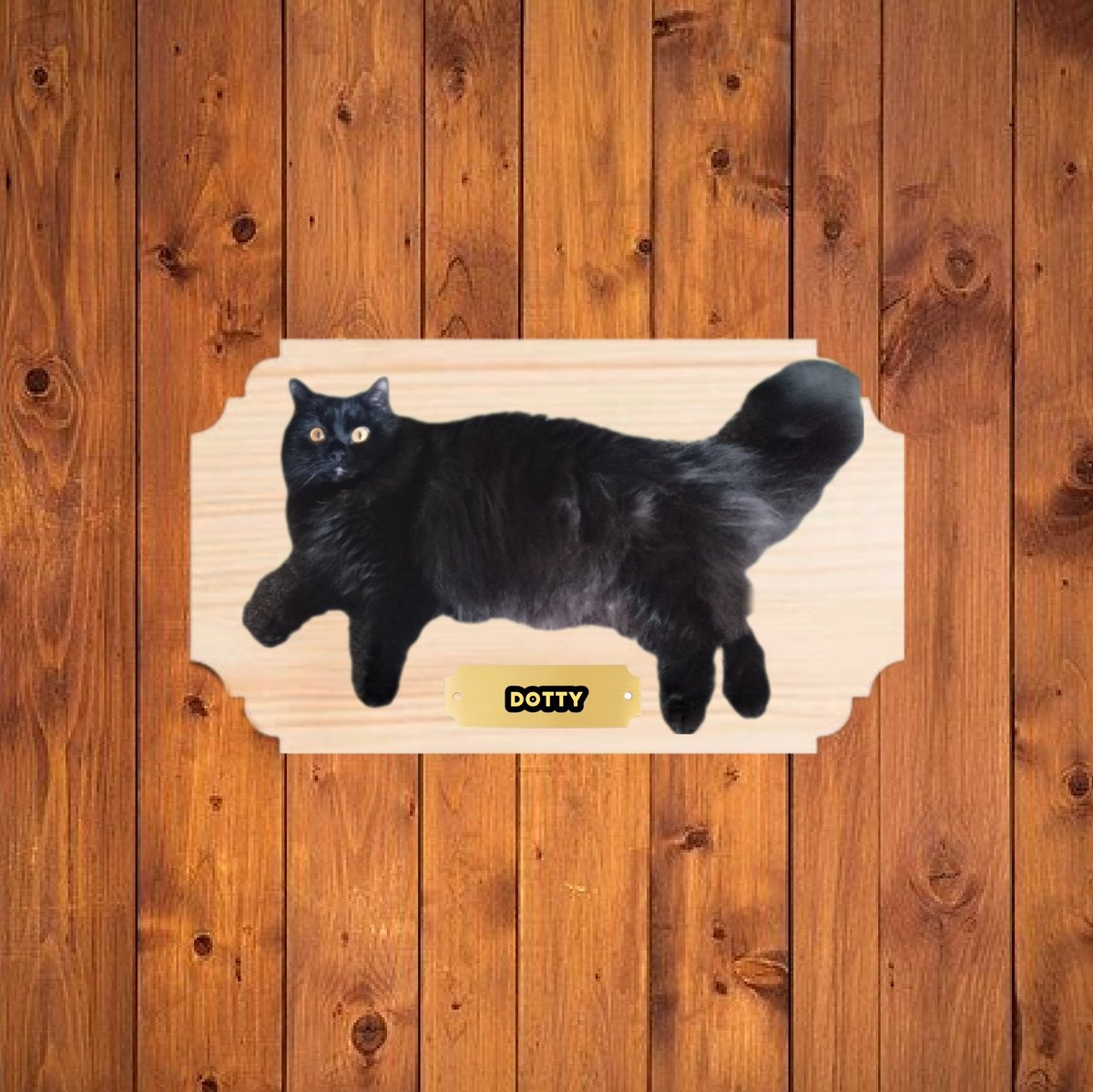 DorothytheCatto's tweet photo. #codlife #imfloofylittlecod  #DottyTheBigMouthCod https://t.co/LlGOn79RwM