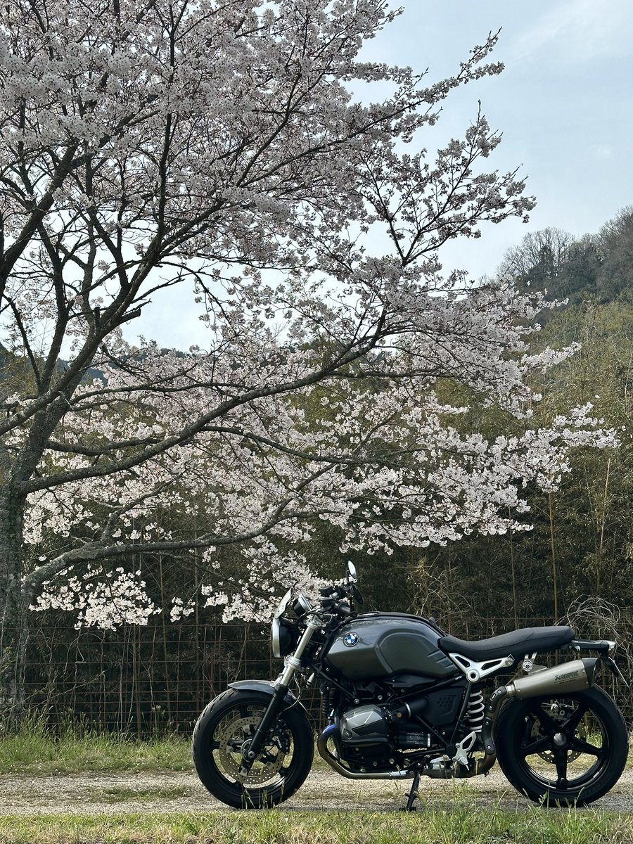 岡山は桜綺麗な所多いなぁ🌸
#rninet