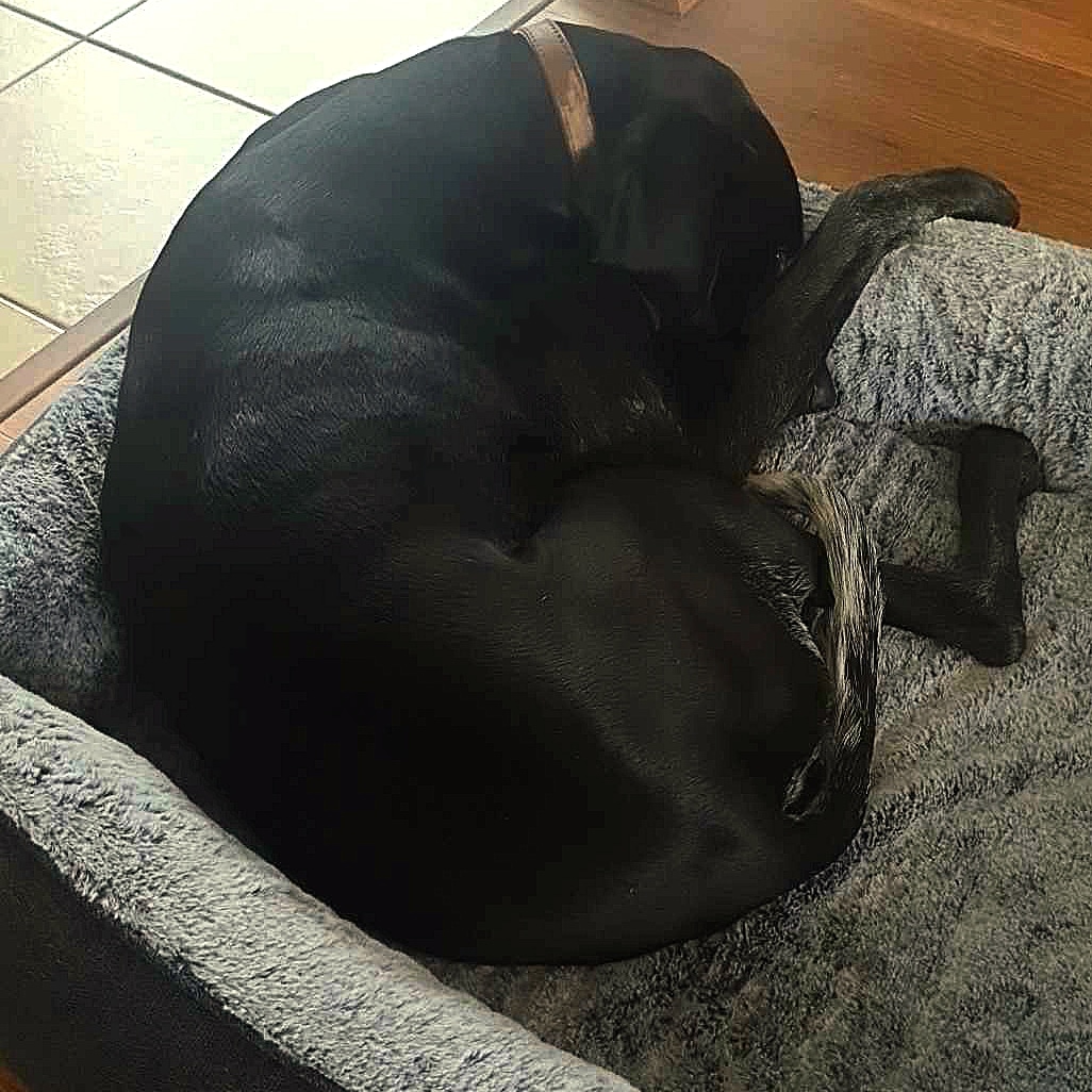 Modernpawsau's tweet photo. Meet Goose, the lovable German Short-haired Pointer (GSP) who's been living his best life with his new orthopedic Snooza bed! 🐾

Goose, like many large dog breeds, benefits greatly from the support and comfort provided by an orthopedic bed.
https://t.co/2wuVlaUtjB
 #gsp https://t.co/V4PZjHNNSc