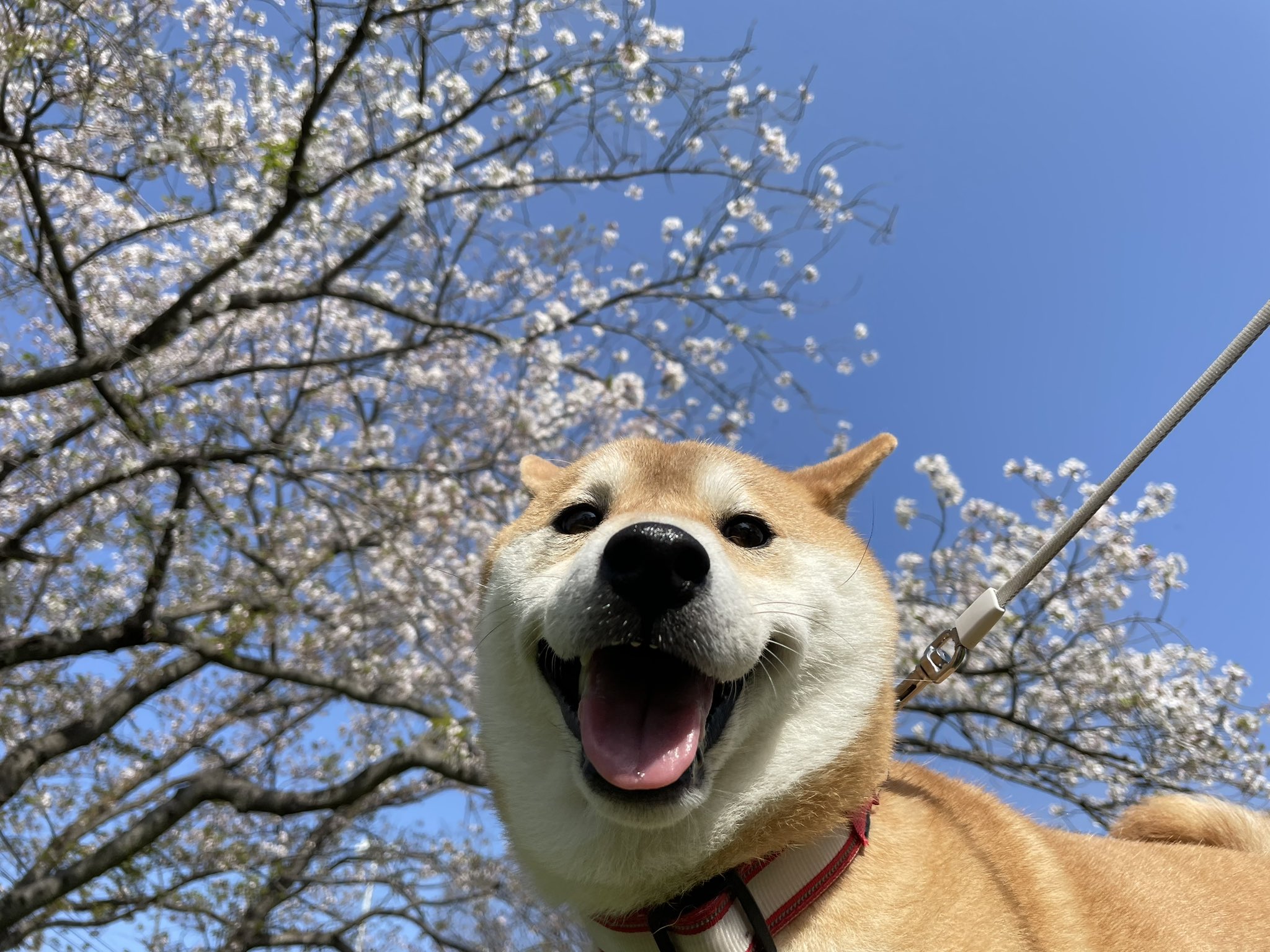 ☆ ゆぅ⭐️ さま　専用　☆ 芸能】 #ゆりにゃ が渦中のPretty Chuuとカンコレで