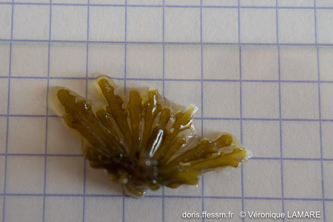 DORIS_ffessm's tweet image. Une nouvelle #algue du #médiolittoral apparaît sur DORIS en ce printemps ensoleillé.
 La joliment nommée osmundée de Verlaque.

LAMARE Véronique, VERLAQUE Marc in : #DORIS, 09/04/2024 : 
Osmundea verlaquei G. Furnari, doris.ffessm.fr/ref/specie/4240

#biodiversite #végétaux #Rhodophyta