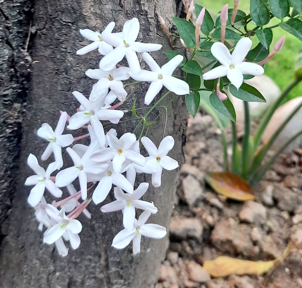 भन्छन जब हामीले जीवन, आफू र हामी वरपरको संसारको बारेमा कति थोरै बुझ्दो रैछौं भन्ने महसुस गर्छौं अनि मात्र हामी साँच्चै ज्ञानी बन्ने सम्भावना जागृत हुन्छ। (भावार्थ) शुभ बिहानी! शुभ पल ! शुभ दिन! सुरक्षित रहौँ!! शुभ होस!! 🙏🌿🥀🌷🌹🌳🇳🇵🌳🌹🌷🥀🌿🙏