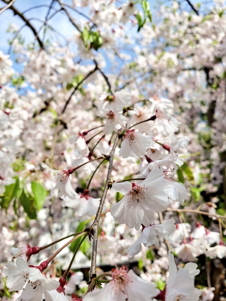 「昨日は奈良で桜を愛でたり食べたりした!鹿(ジビエ)も食べたし行ってみたかった本屋」|神崎のイラスト