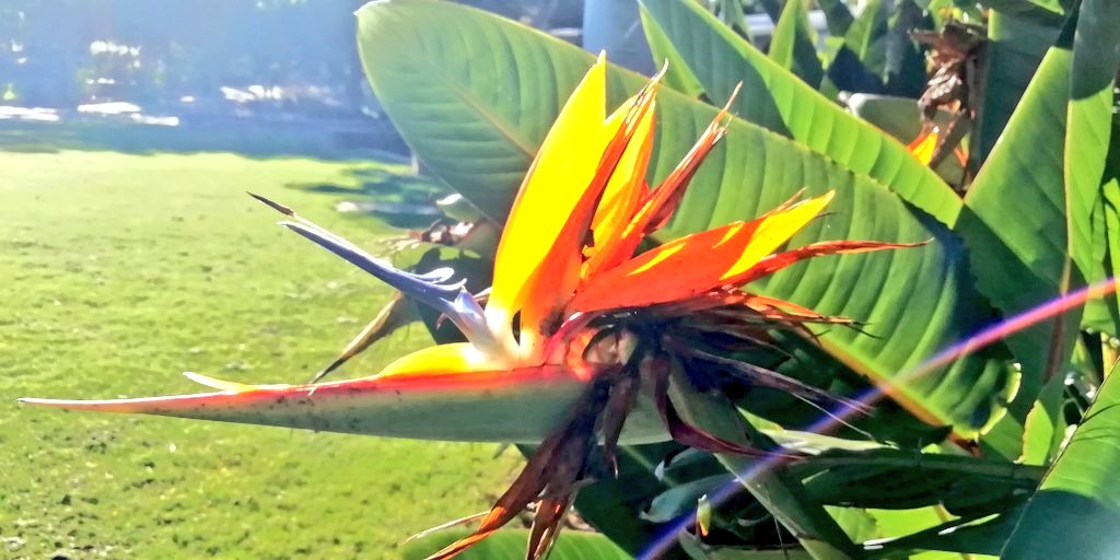 Vics_Echidna's tweet photo. #SpringfieldInStepwithNatureWalk🌄 every Monday 7.15am #RobelleDomain🦃 see @heartfoundation link ffi. Walk Yourself Fit 💪 connect with #Nature and other members in our @springfieldQLD community 🌳👥☕ https://t.co/pwcAb0mwTU @UQCCHW https://t.co/VkaqO61OCM