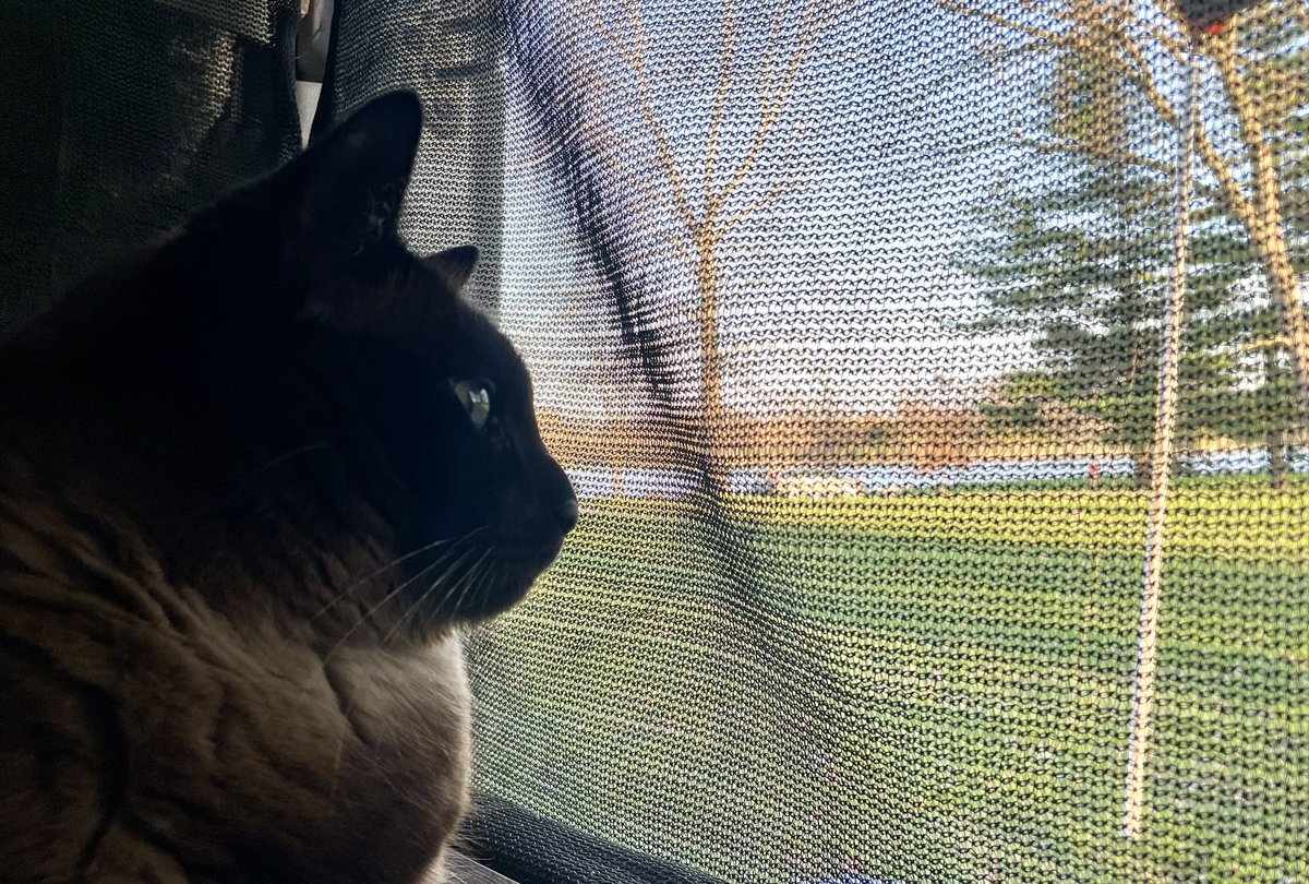 Enjoying a quiet #Caturday by a lake. 😺 #CatLife #VanLife