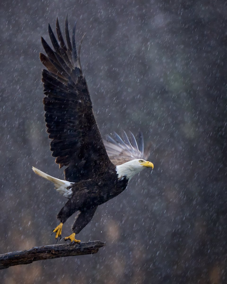 I took this photo with the photos I posted yesterday. I passed on it at first because the shutter speed, 1/500s was a bit too slow for action. On second thought, the motion blur might be ok. #BirdsOfTwitter #birdphotography