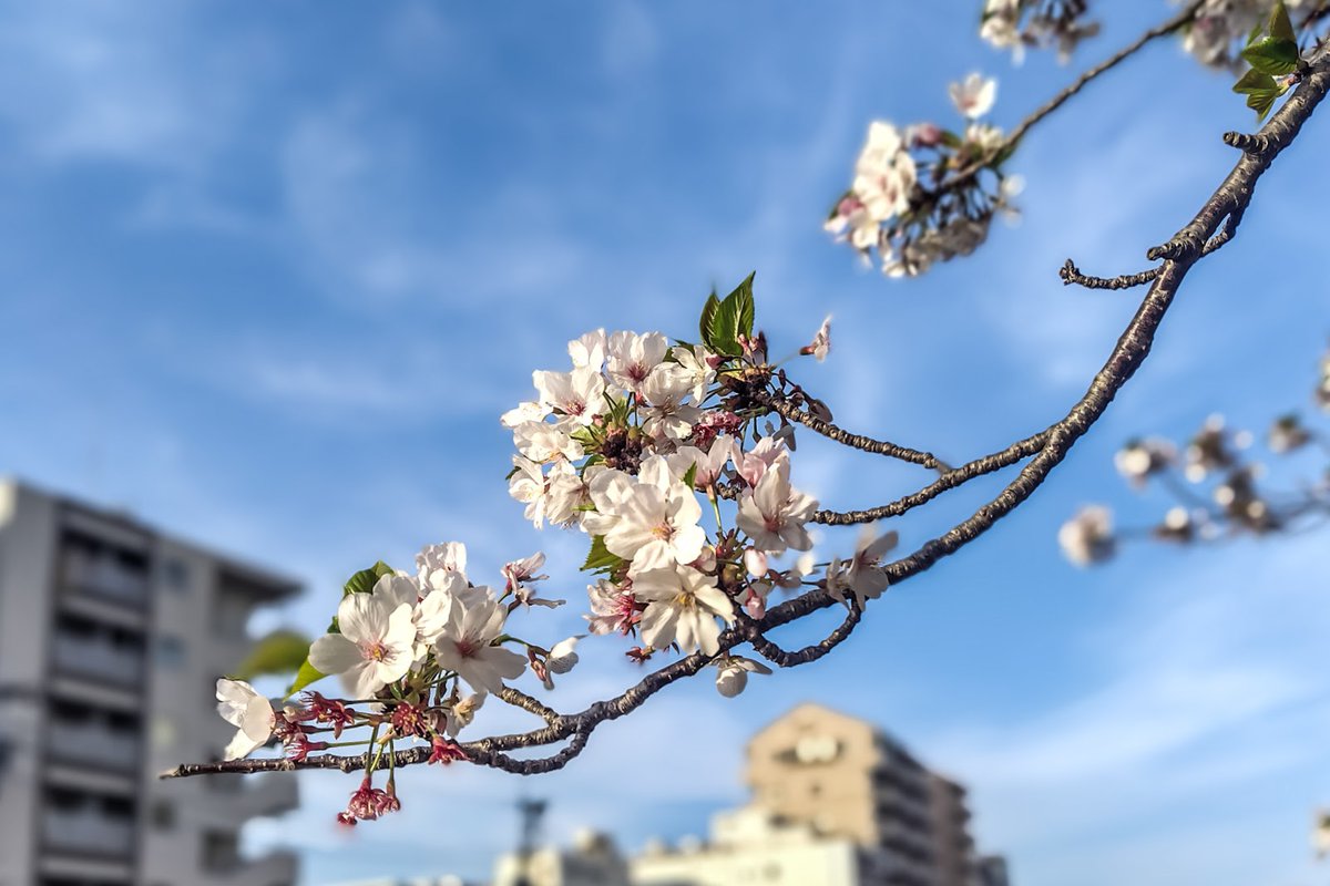 Dakiny's tweet photo. 散り際のソメイヨシノ
大岡川プロムナード白金人道橋付近にて
#横浜市 #中区 #末吉町 #大岡川 #大岡川プロムナード #桜2024 #花見2024 #ソメイヨシノ #AQUOS #sense7 https://t.co/Ut1xfvVX3d