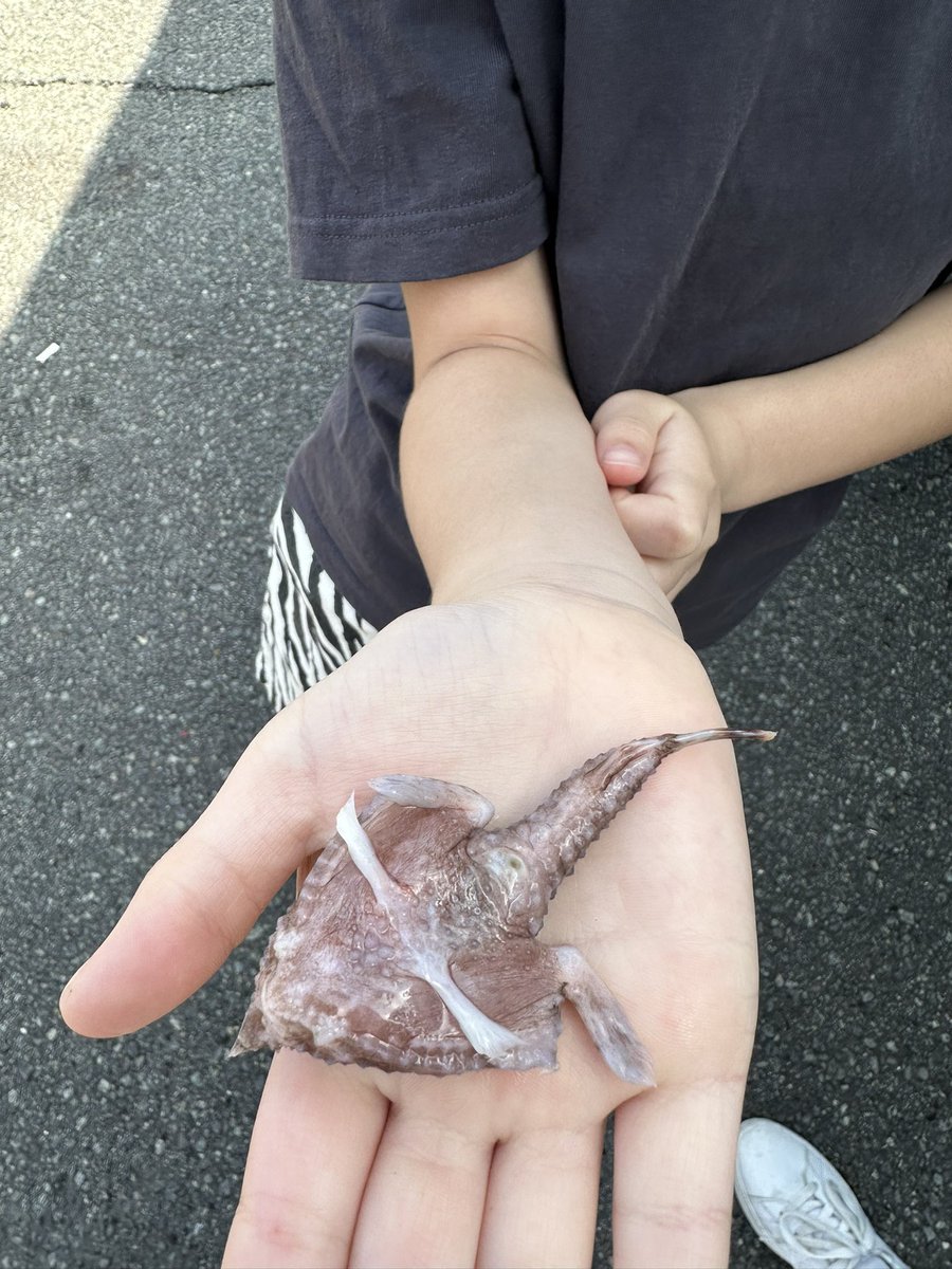 anegonokimoti's tweet photo. この深海魚の名前わかる方、教えて下さい！

#深海魚
#名前教えて https://t.co/xLawWwYka5