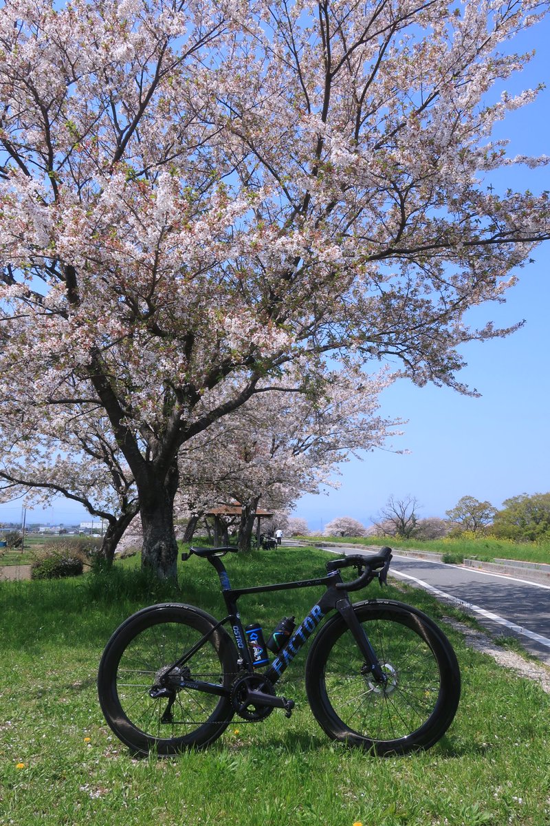 Tsuyo244T's tweet photo. 入間川サイクリングロードから荒サイへ。
 #factorostrovam 
 #ELITEWHEELS 
 #ロードバイク
 @Trisports_Cycle 
@elitewheelsjp https://t.co/FyXyEXwKjt