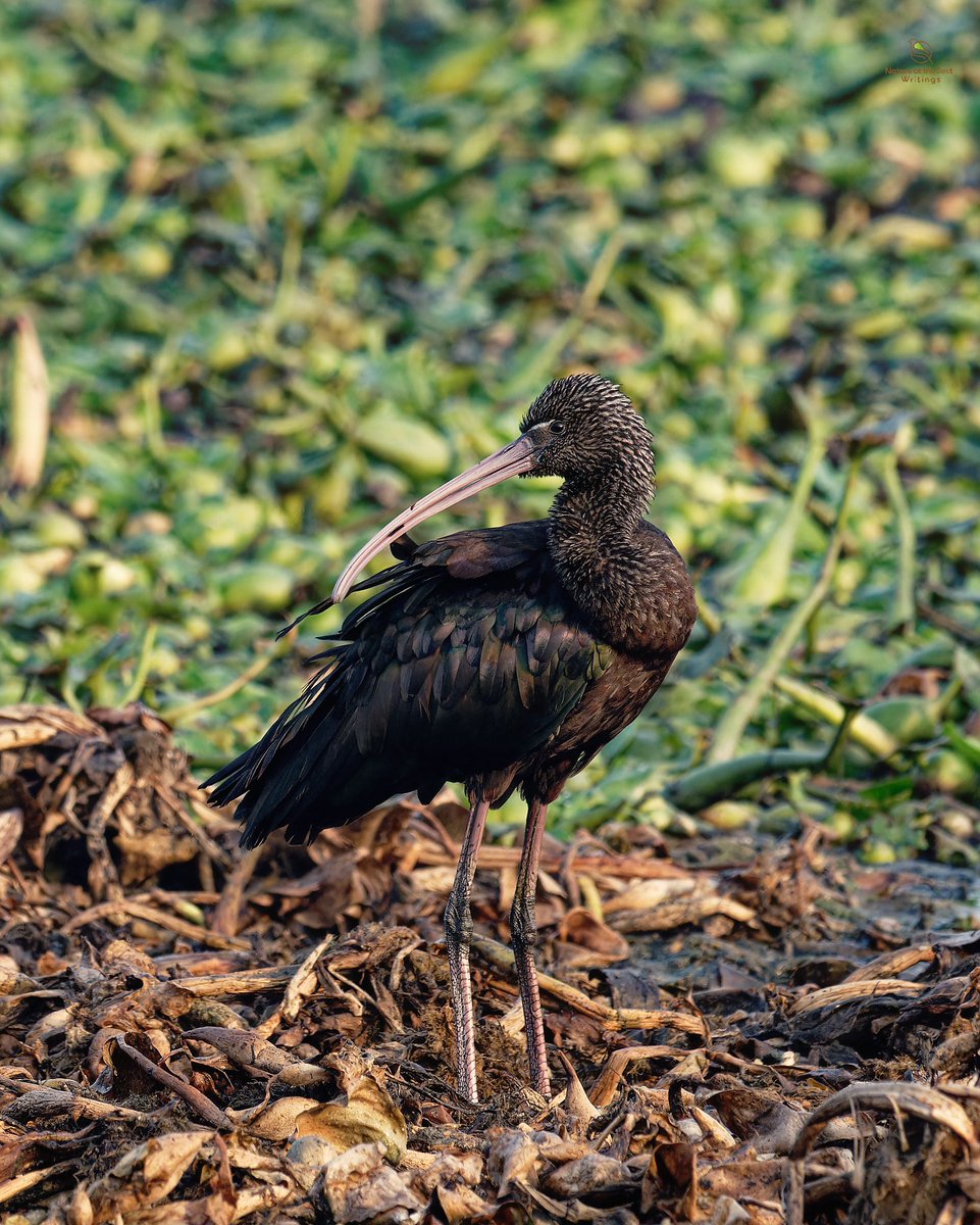 Glossy Ibis
Surajpur Bird Sanctuary, India

#birds_captures #planetbirds #birding #birdfreaks #birds_perfection #birdsy

@CarlBovisNature @PazyBirds @britishbirds @Britnatureguide