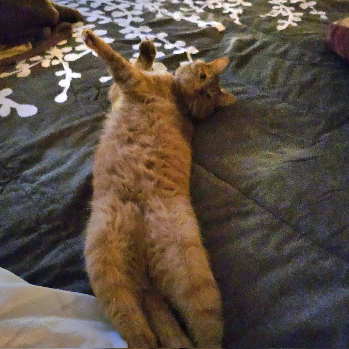 ssilviatorres12's tweet image. Mi nene echando flojera, vean qué hermoso mi rubio, hasta en pose perezosa sale bello !!! #Tom 
#MiNene precioso 💖