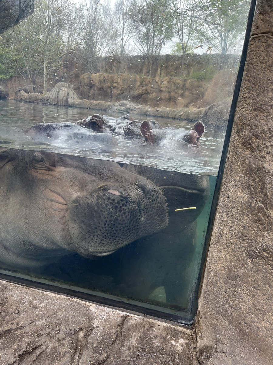 Finally met a social media influencer I respect. Fiona is just as gorgeous and effortlessly charismatic as she seems online! Totally worth the trip to @CincinnatiZoo and $25 selfie fee, even got some bonus Fritz photobombs! 😘🦛🦛