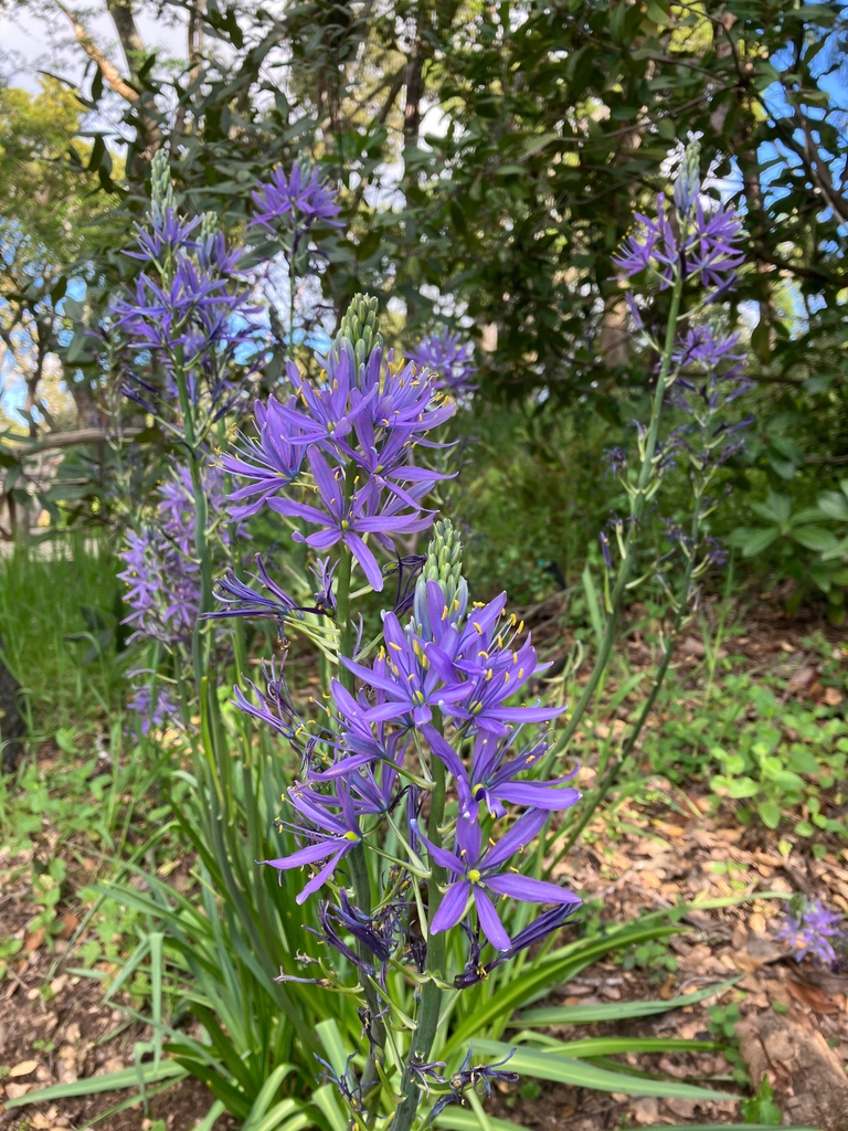 _filoli's tweet photo. On #CAPlantAppreciationDay &amp; #CANativePlantWeek (April 13-20), we celebrate plants not only for their ability to create beauty and to sustain and heal us, but for their part in the larger ecosystem. Head over to our IG to learn more about the flowers pictured here! (@_filoli) https://t.co/ndm3rlGesW