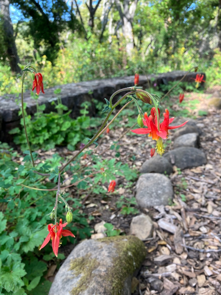 _filoli's tweet photo. On #CAPlantAppreciationDay &amp; #CANativePlantWeek (April 13-20), we celebrate plants not only for their ability to create beauty and to sustain and heal us, but for their part in the larger ecosystem. Head over to our IG to learn more about the flowers pictured here! (@_filoli) https://t.co/ndm3rlGesW