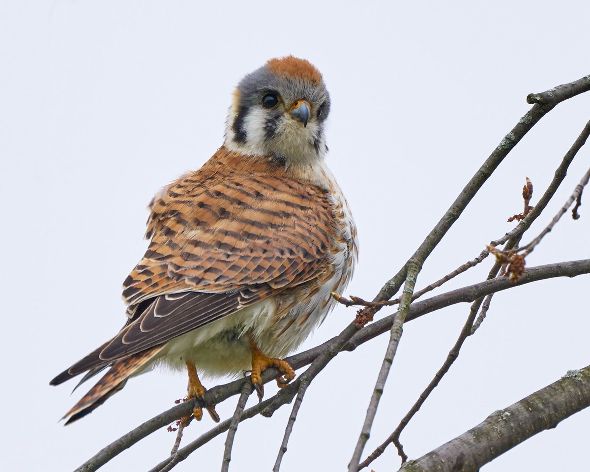 People-watching American Kestrel. #BirdsOfTwitter #birdphotography