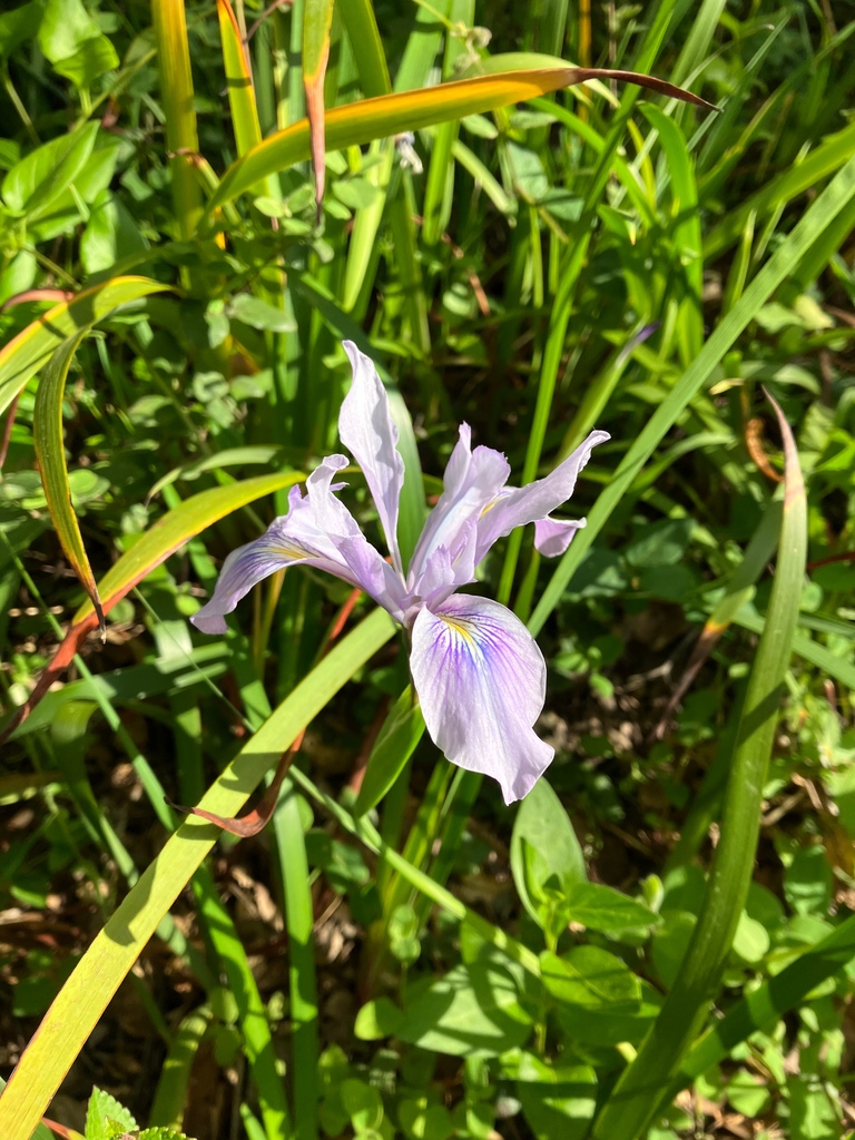 _filoli's tweet photo. On #CAPlantAppreciationDay &amp; #CANativePlantWeek (April 13-20), we celebrate plants not only for their ability to create beauty and to sustain and heal us, but for their part in the larger ecosystem. Head over to our IG to learn more about the flowers pictured here! (@_filoli) https://t.co/ndm3rlGesW