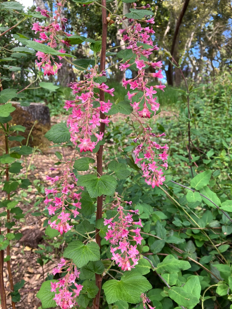 _filoli's tweet photo. On #CAPlantAppreciationDay &amp; #CANativePlantWeek (April 13-20), we celebrate plants not only for their ability to create beauty and to sustain and heal us, but for their part in the larger ecosystem. Head over to our IG to learn more about the flowers pictured here! (@_filoli) https://t.co/ndm3rlGesW