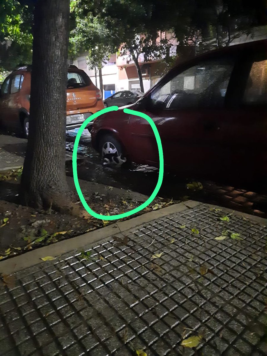 patripeyrou's tweet photo. Urgente
Caballito
Gatito bebe blanco y negro  perdido
+54 9 11 6473-3074 https://t.co/JBfhTyR6ng